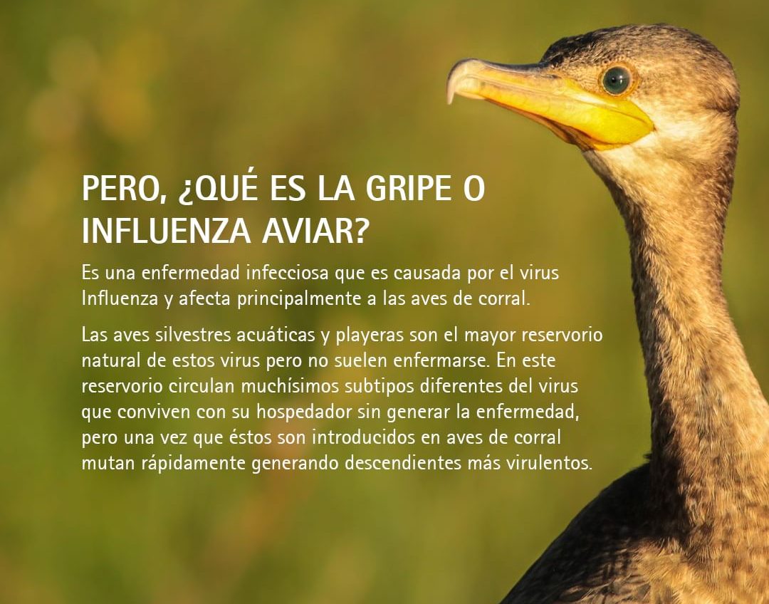 Recomendaciones Aves Argentinas - 3
